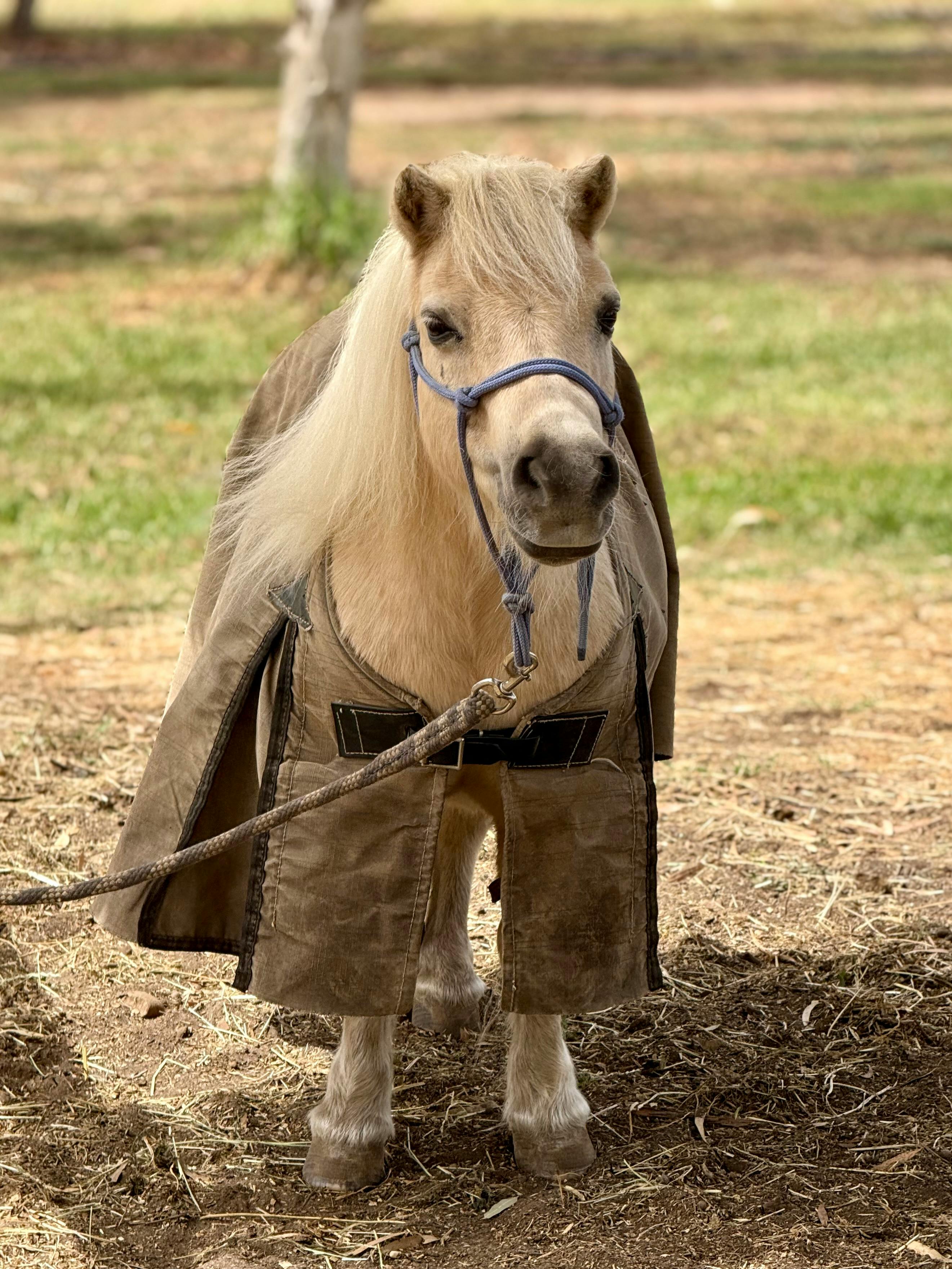 Adorable Shetland pony with a blonde mane wearing a blanket in Werribee South, Australia.