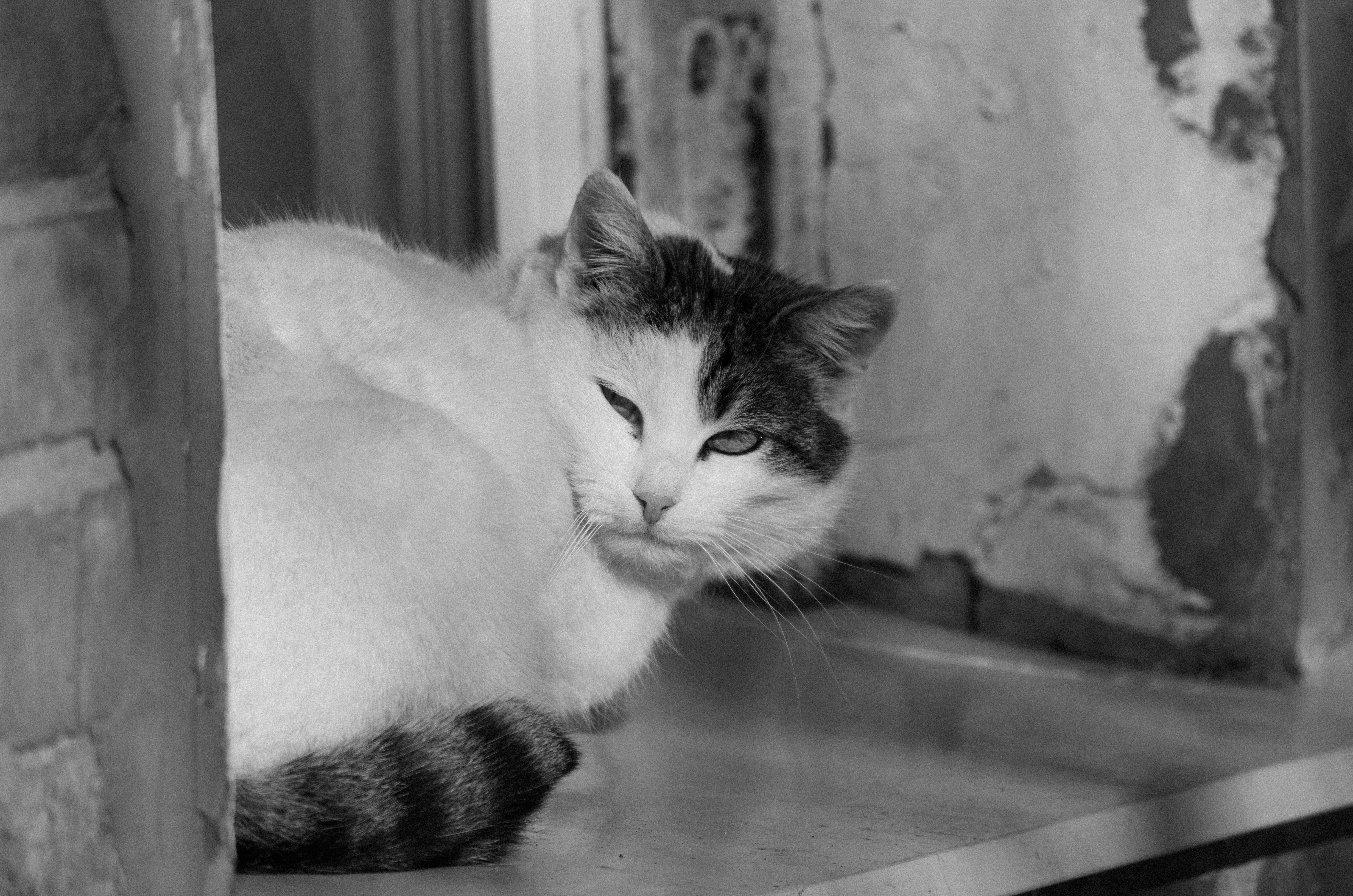 Why Regular Deworming Protects Both Pets and Families