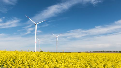 Free Scenic view of wind turbines in a vibrant rapeseed field under a bright blue sky in Geesthacht, Germany. Stock Photo