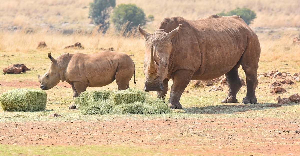 Free stock photo of Rhino + baby nature photography