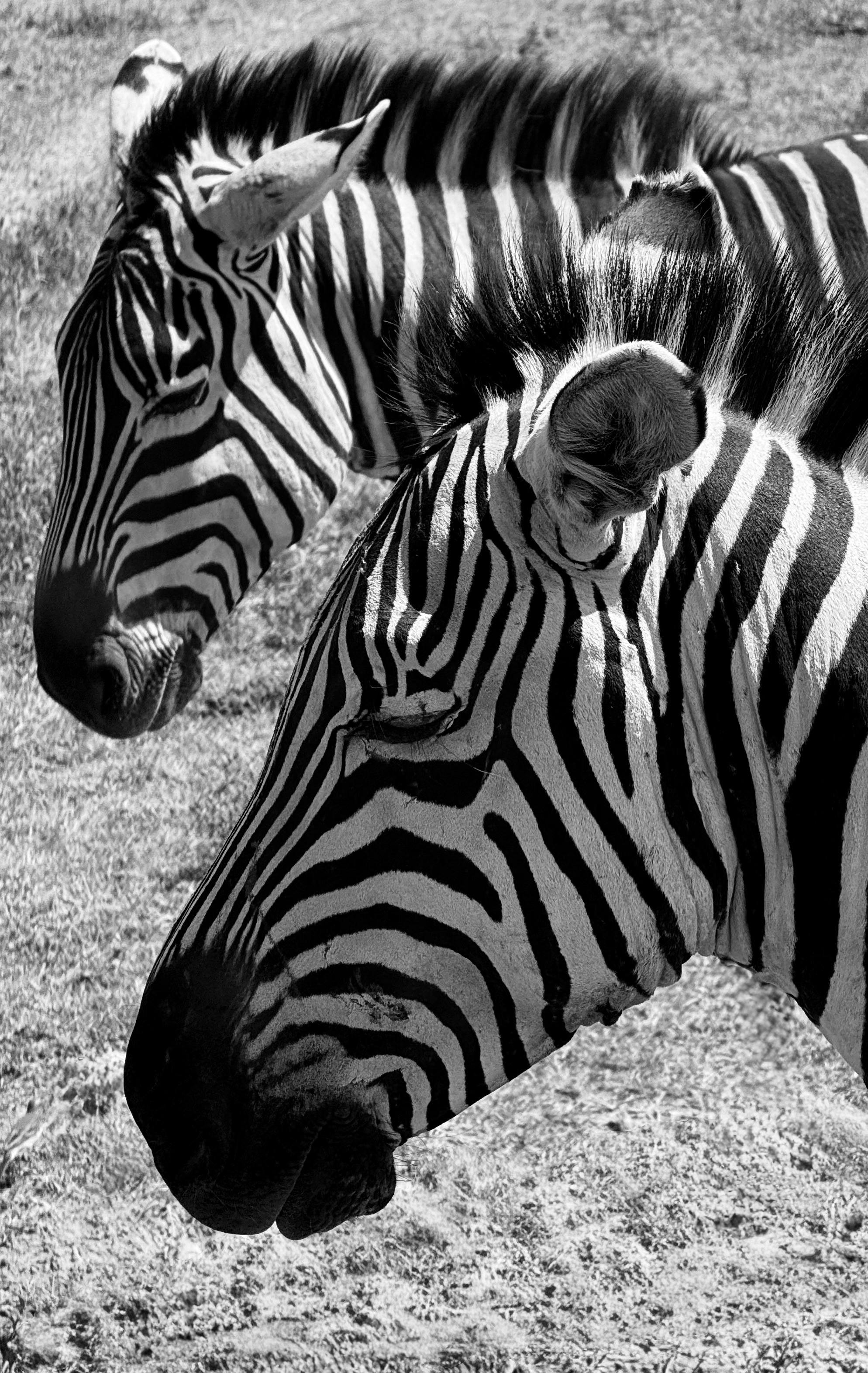 Close-up monochrome shot of two zebras with striking stripes in Arusha, Tanzania.