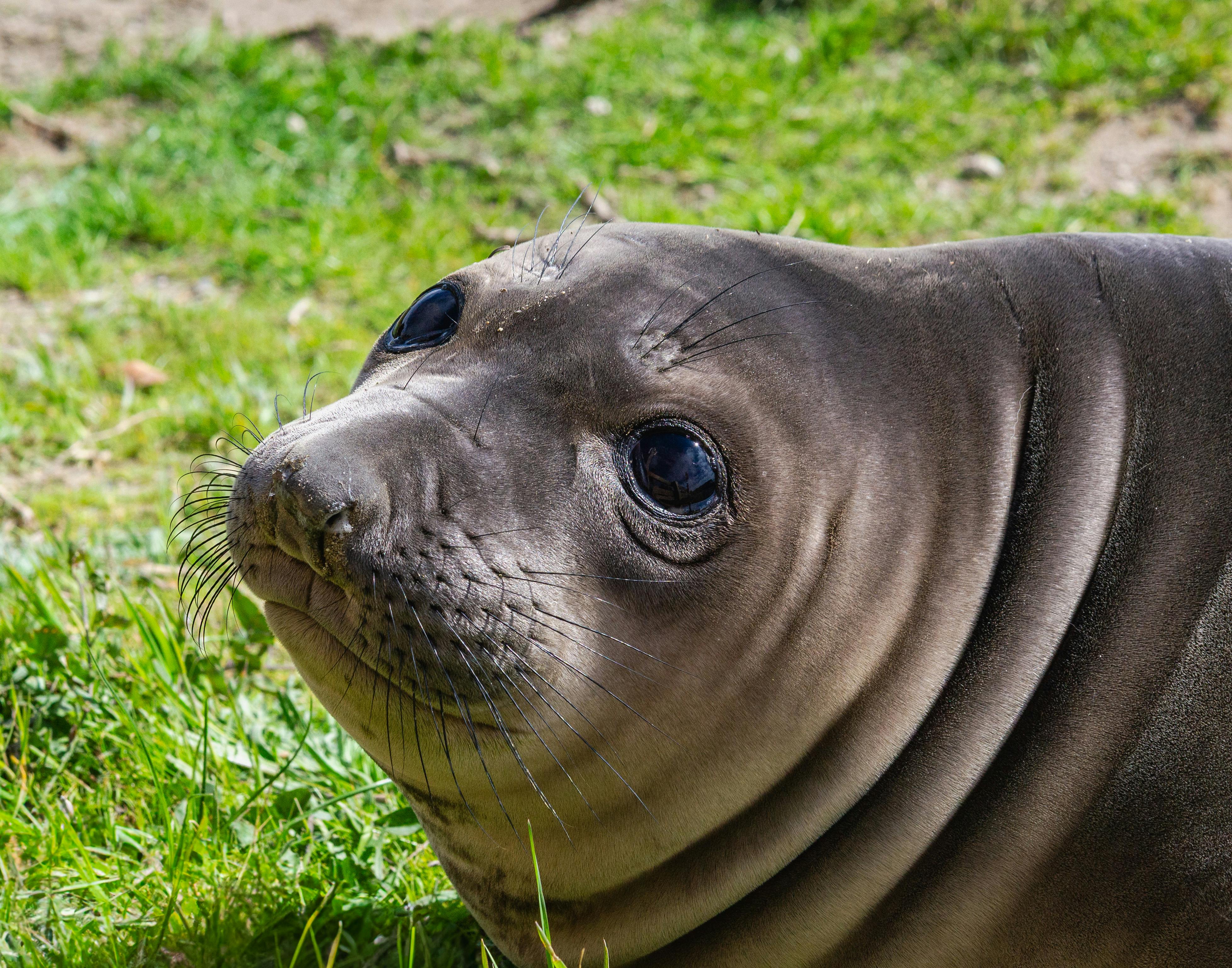 Elephant Seal Moult — Macquarie Island