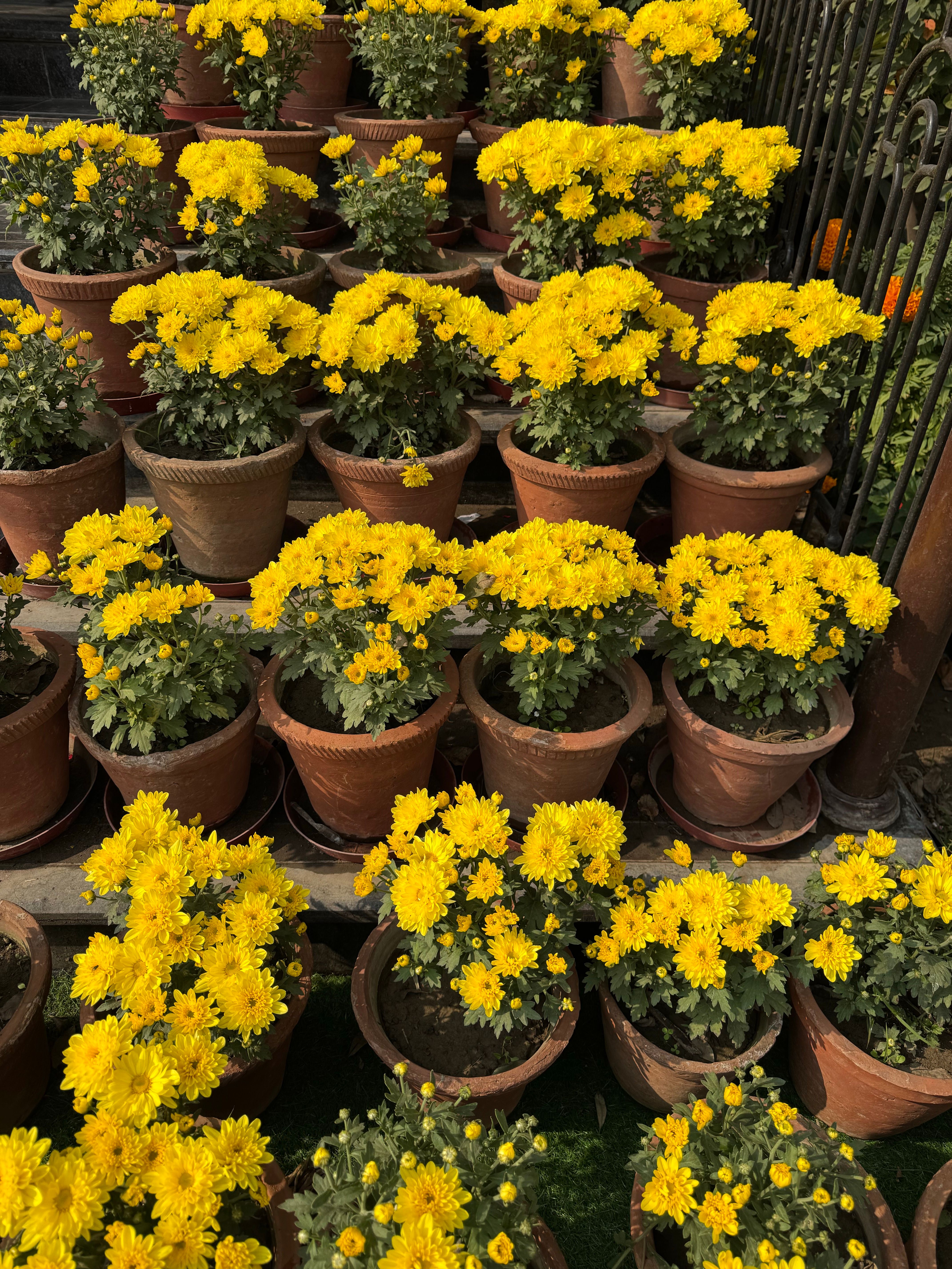 Flowering Plants