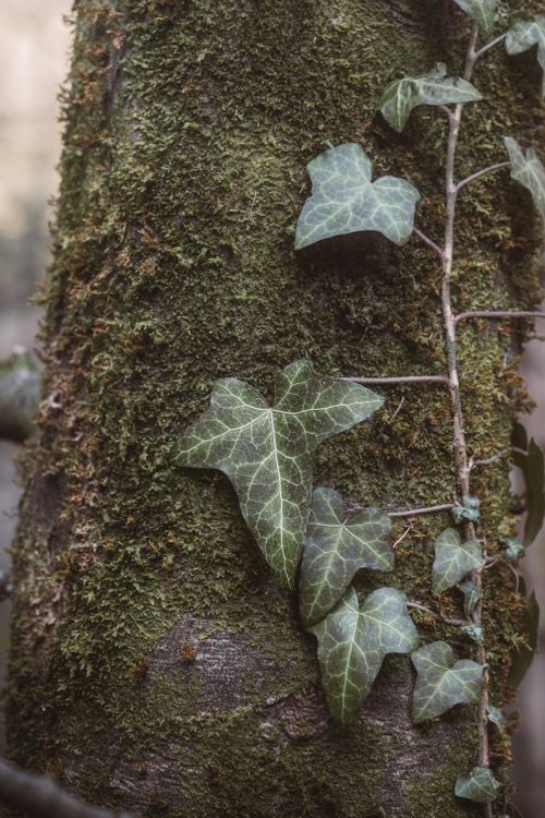 Free Detailed shot of climbing ivy and moss on a tree trunk in a serene forest setting. Stock Photo