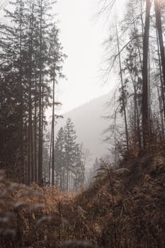A tranquil misty forest pathway with tall trees in the morning light, offering a serene scenic view.