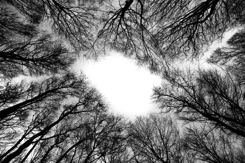 Free Captivating view of bare winter trees reaching into a stark sky, forming an artistic silhouette. Stock Photo