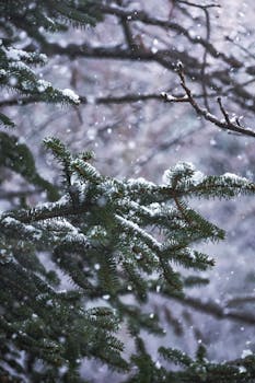 Snow gently falling on pine branches in a serene winter forest setting.