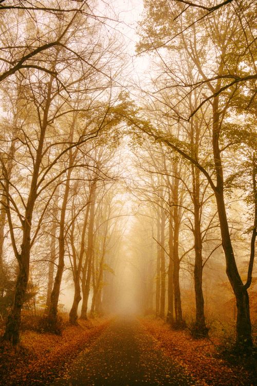 Serene Autumn Pathway Surrounded by Tall Trees · Free Stock Photo