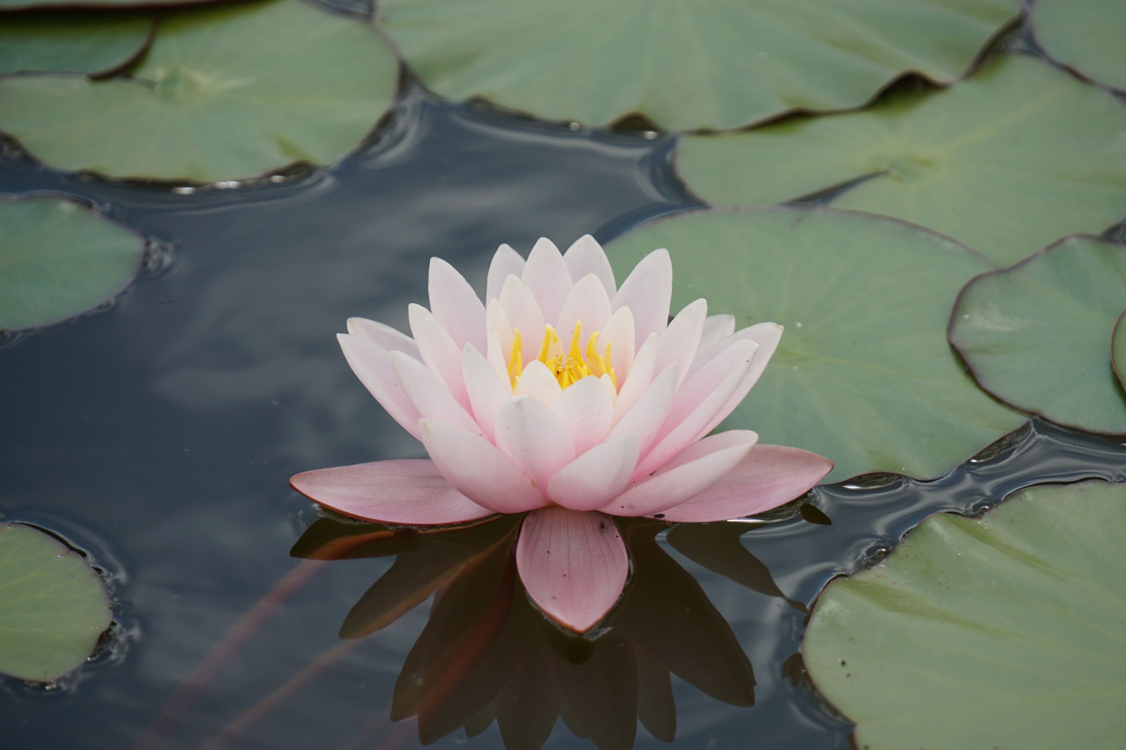 Elegant Pink Water Lily Floating on Calm Pond · Free Stock Photo