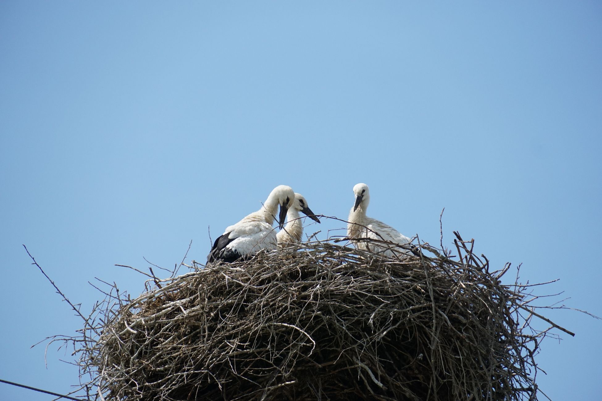 Ooievaars hebben succesvol broedseizoen met gemiddeld vier jongen per nest