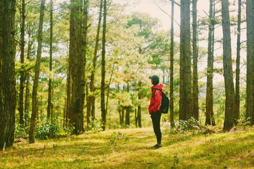 Free A lone hiker in a red jacket explores a tranquil, sunlit forest scene. Stock Photo