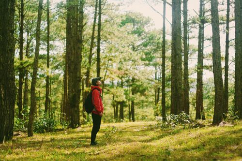 Free Man in red hoodie and backpack enjoying a peaceful walk in a lush green forest. Stock Photo