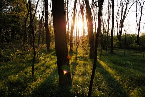 Солнце сквозь деревья в лесу