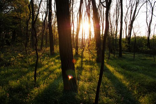 Free Beautiful sunbeams through trees in a lush forest during sunrise, creating a peaceful natural scene. Stock Photo