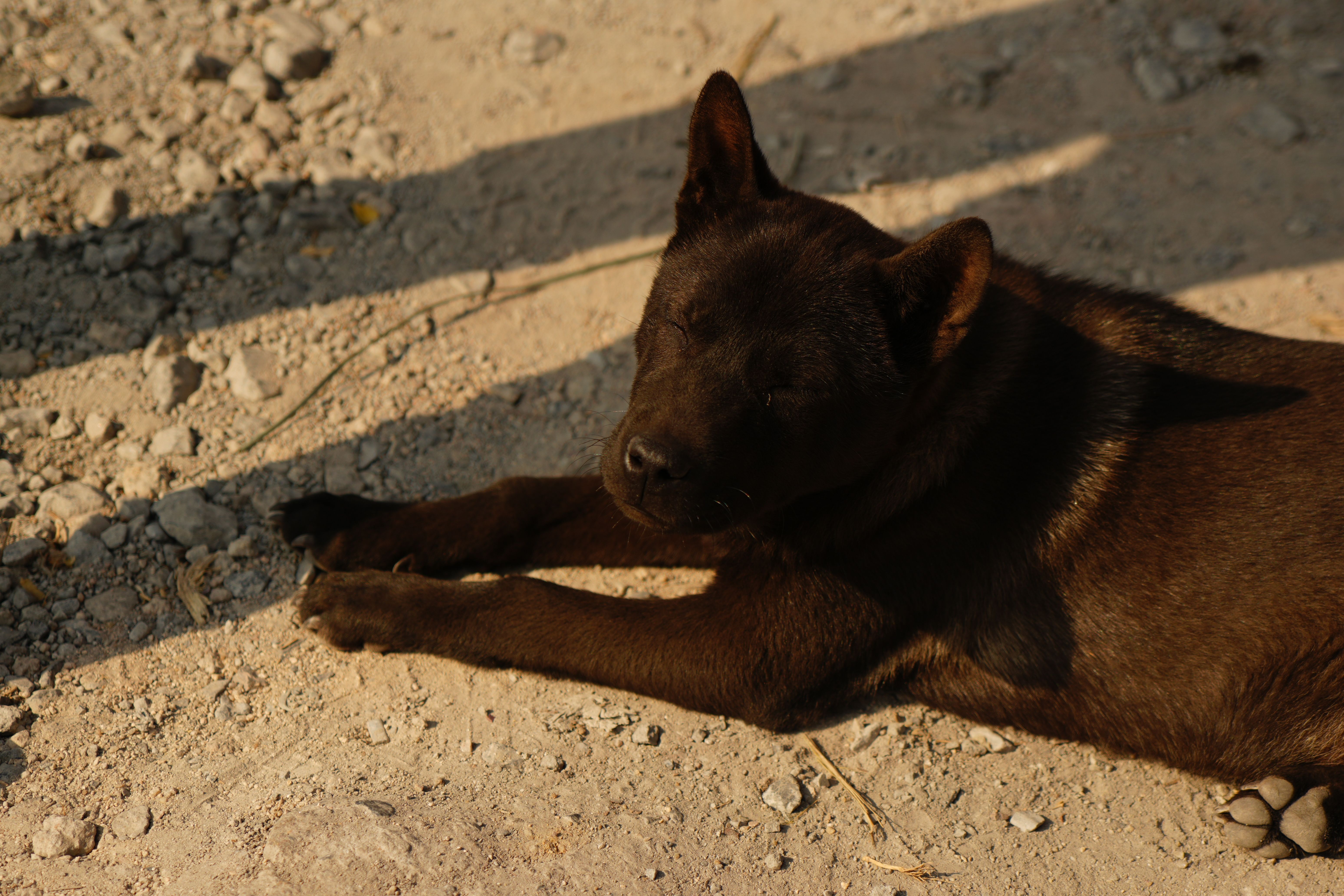 Why do black dogs lay in the sun? - The Institute for Environmental ...