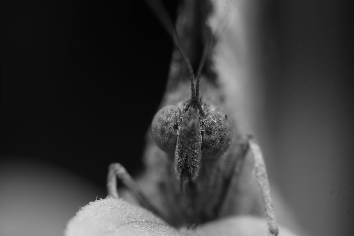 Butterfly Face Photos, Download The BEST Free Butterfly Face Stock ...