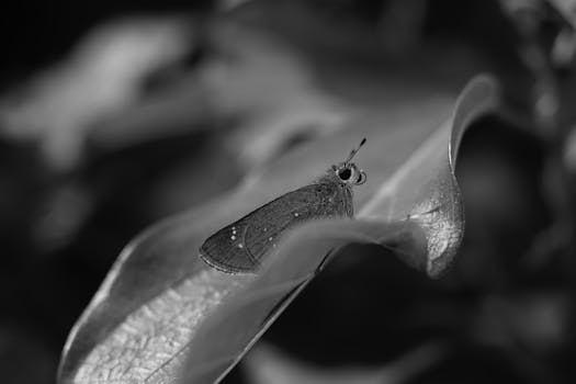 Black and white macro photograph of a butterfly perched on a leaf.