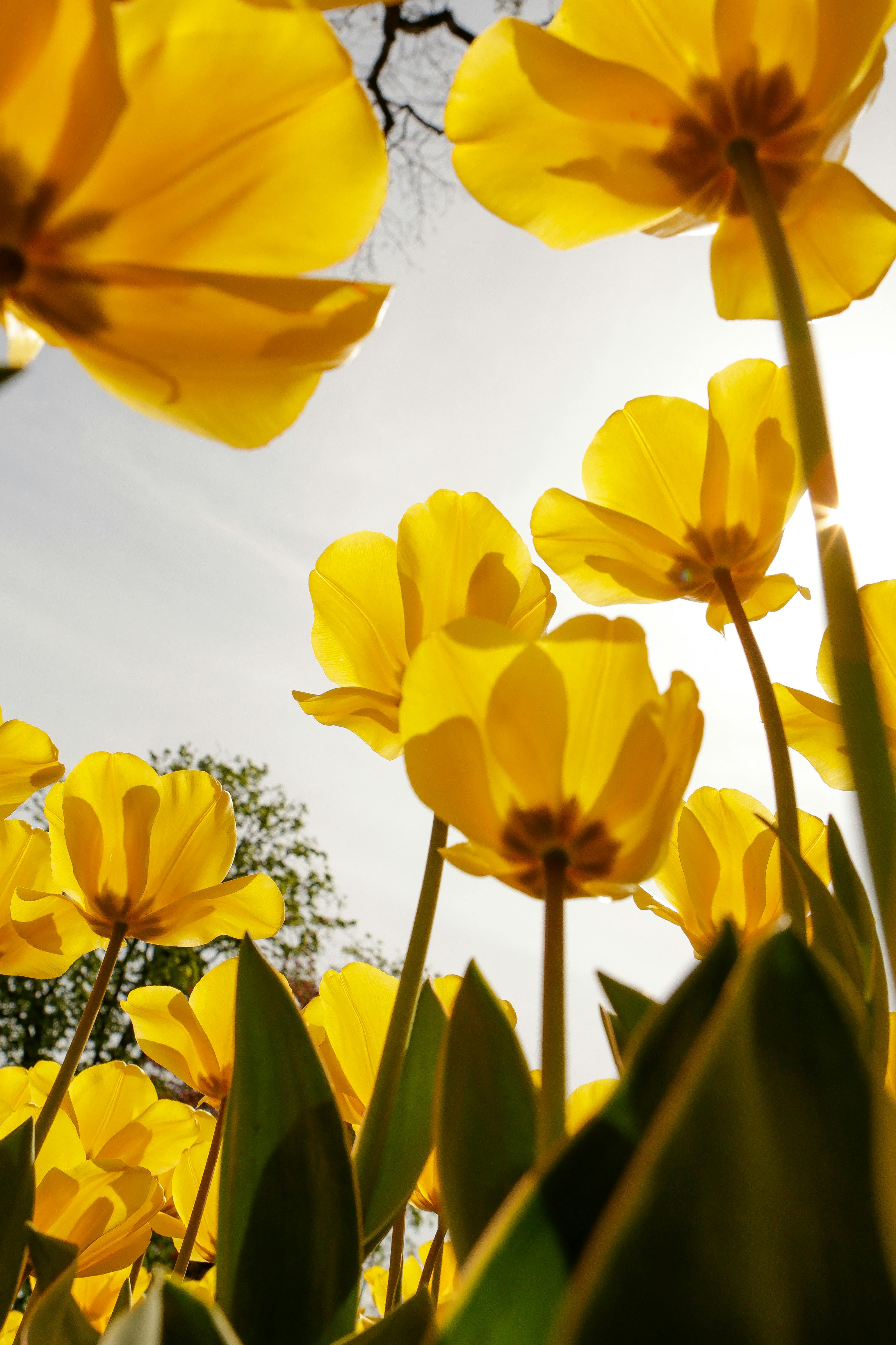 Low angle view of vibrant yellow tulips basking in spring sunshine.