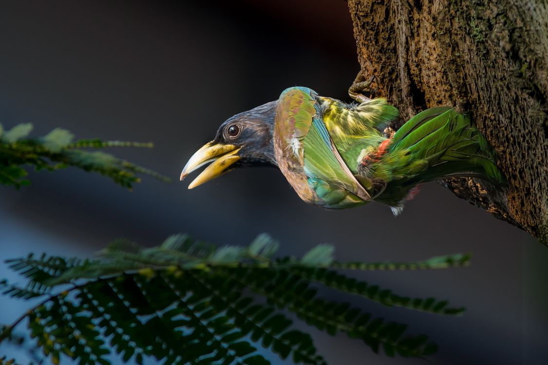 Colorful Barbet Bird Perched On Tree Branch Free Stock Photo colorful-barbet-bird-perched-on-tree-branch-free-stock-photo