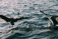 动态捕捉海鸥低飞于海浪之上的场景，展现自然的优雅与动感