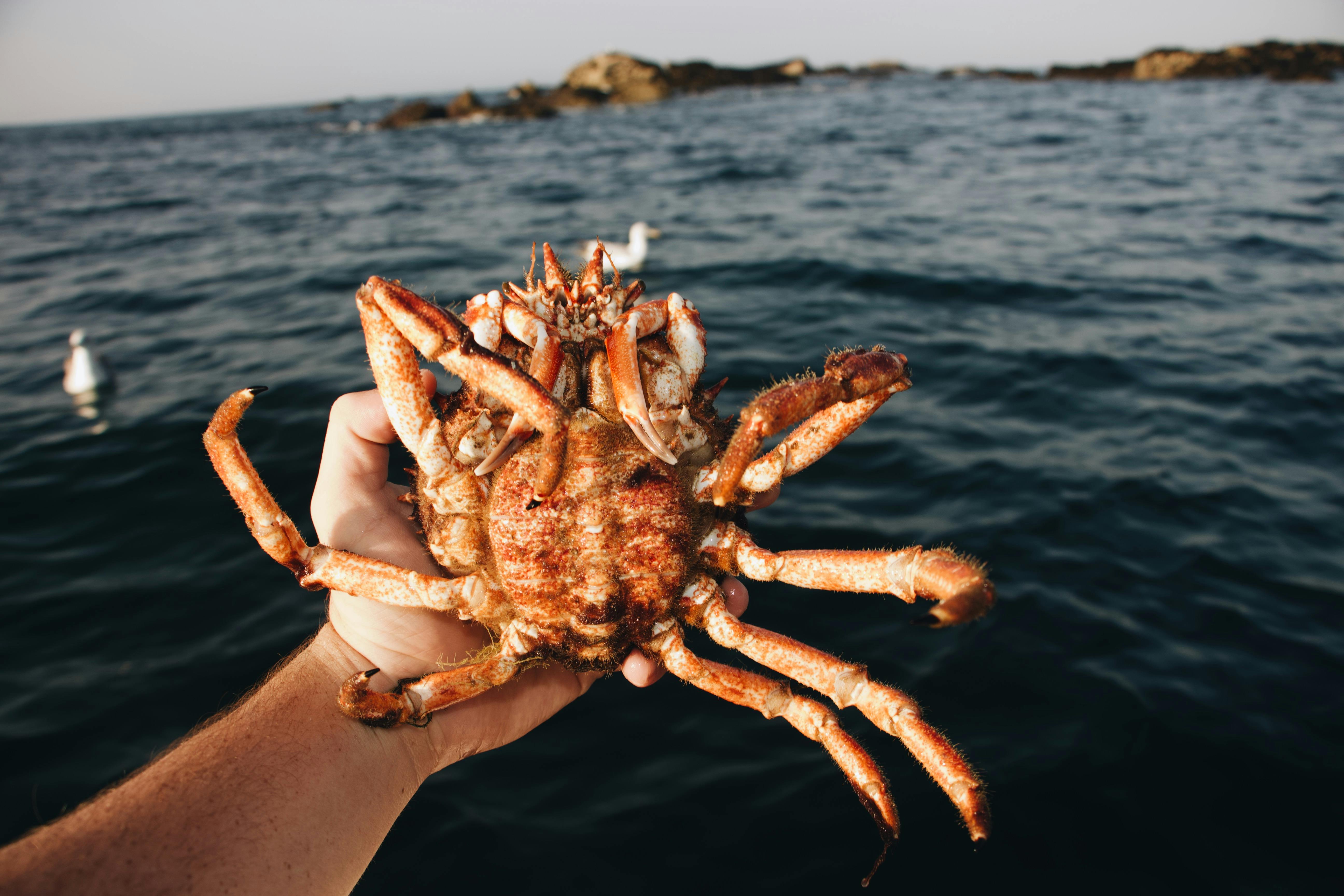 Hand Holding Brown Crab · Free Stock Photo