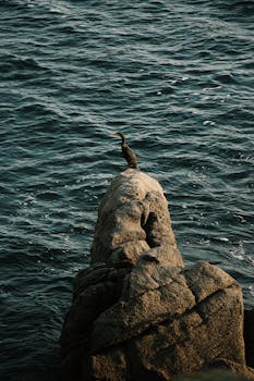 一只孤独的鸟栖息在海边崎岖的岩石上，下方海浪拍打