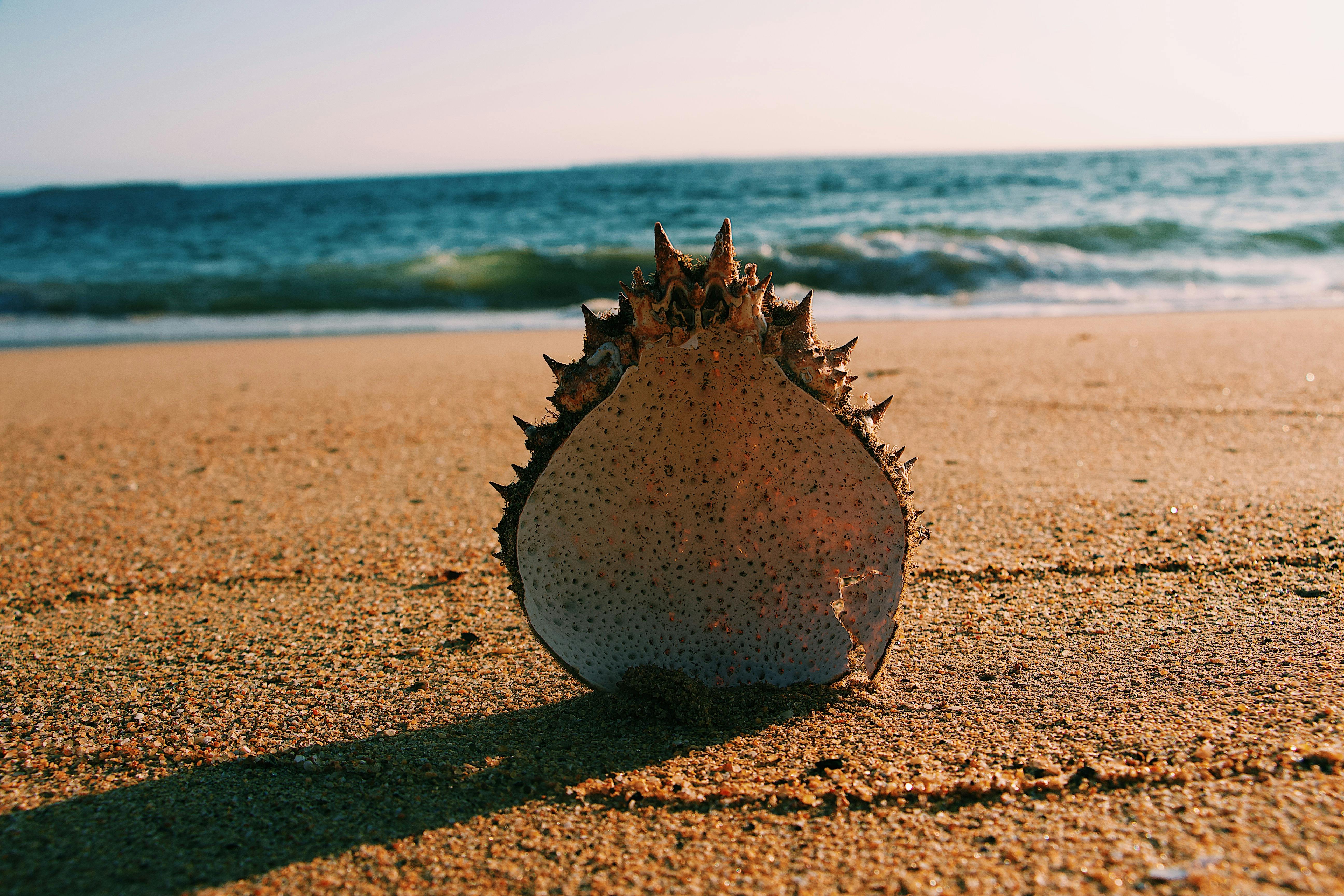Chitosan HCL: Exploring the Benefits and Applications with Kangyuan Herb 3 A close-up of a spiked shell on a sandy beach with ocean waves in the background.