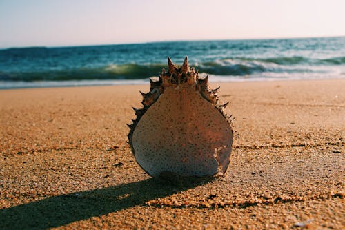 Shell Di Pantai