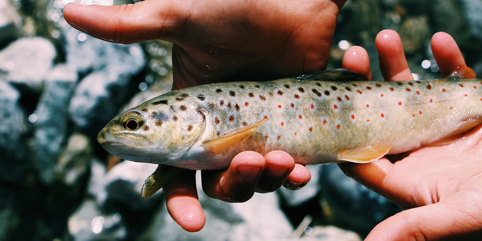 A freshly caught fish held gently in hands against a rocky backdrop