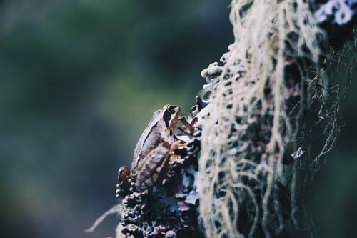 Free Detailed shot of a frog perched on a moss-covered branch in a forest setting. Stock Photo