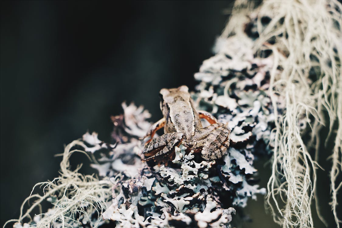 Selective Focus Photo of Frog