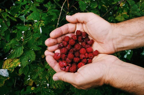 бесплатная Руки, держащие ягоды Стоковое фото