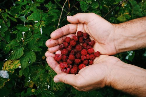 Free Close-up of fresh red raspberries cradled in hands, surrounded by vibrant green leaves, showcasing nature's bounty. Stock Photo
