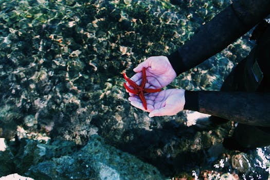特写镜头中，双手在清澈的浅水中握住一只红色海星，展现了海洋生物