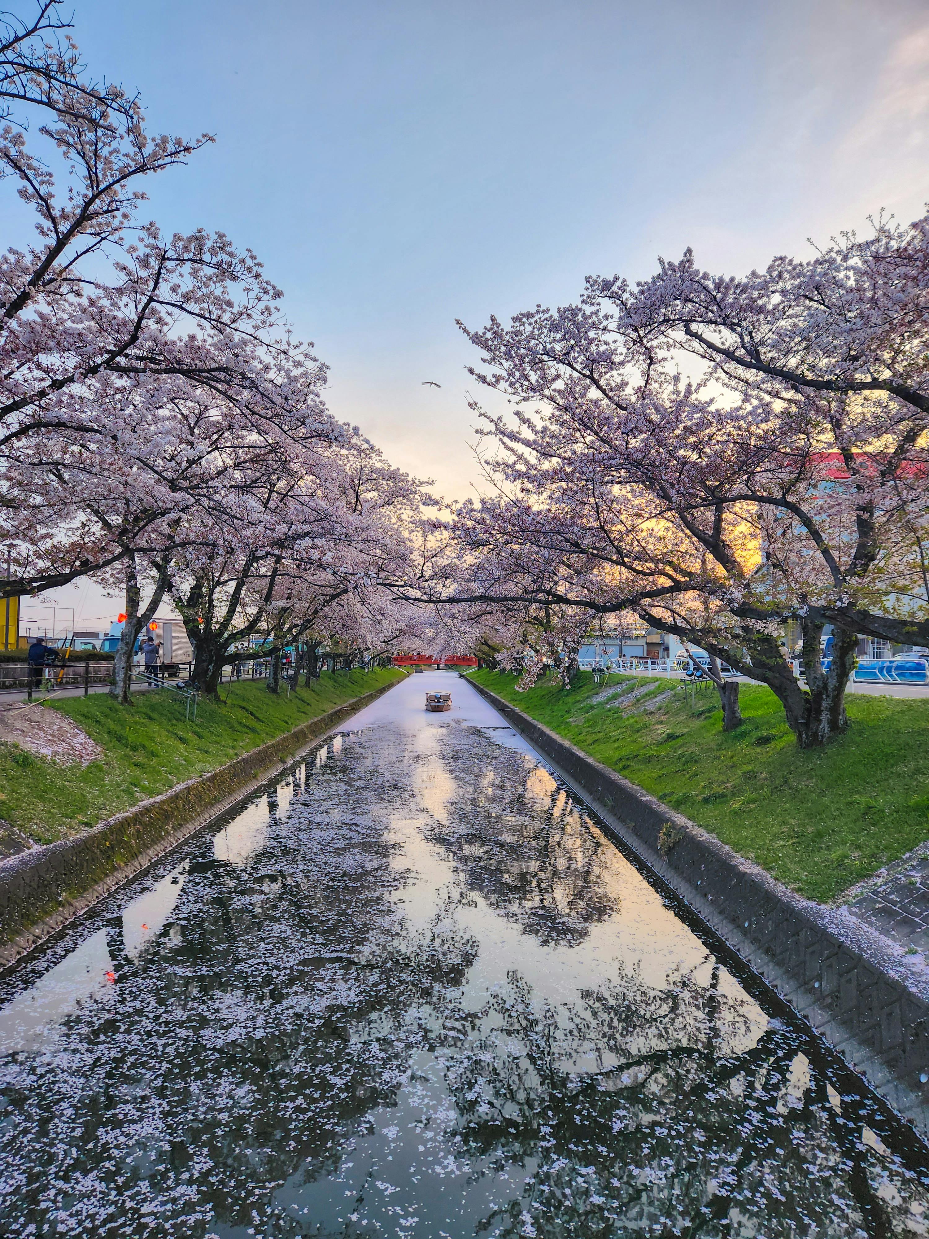 경희궁 벚꽃