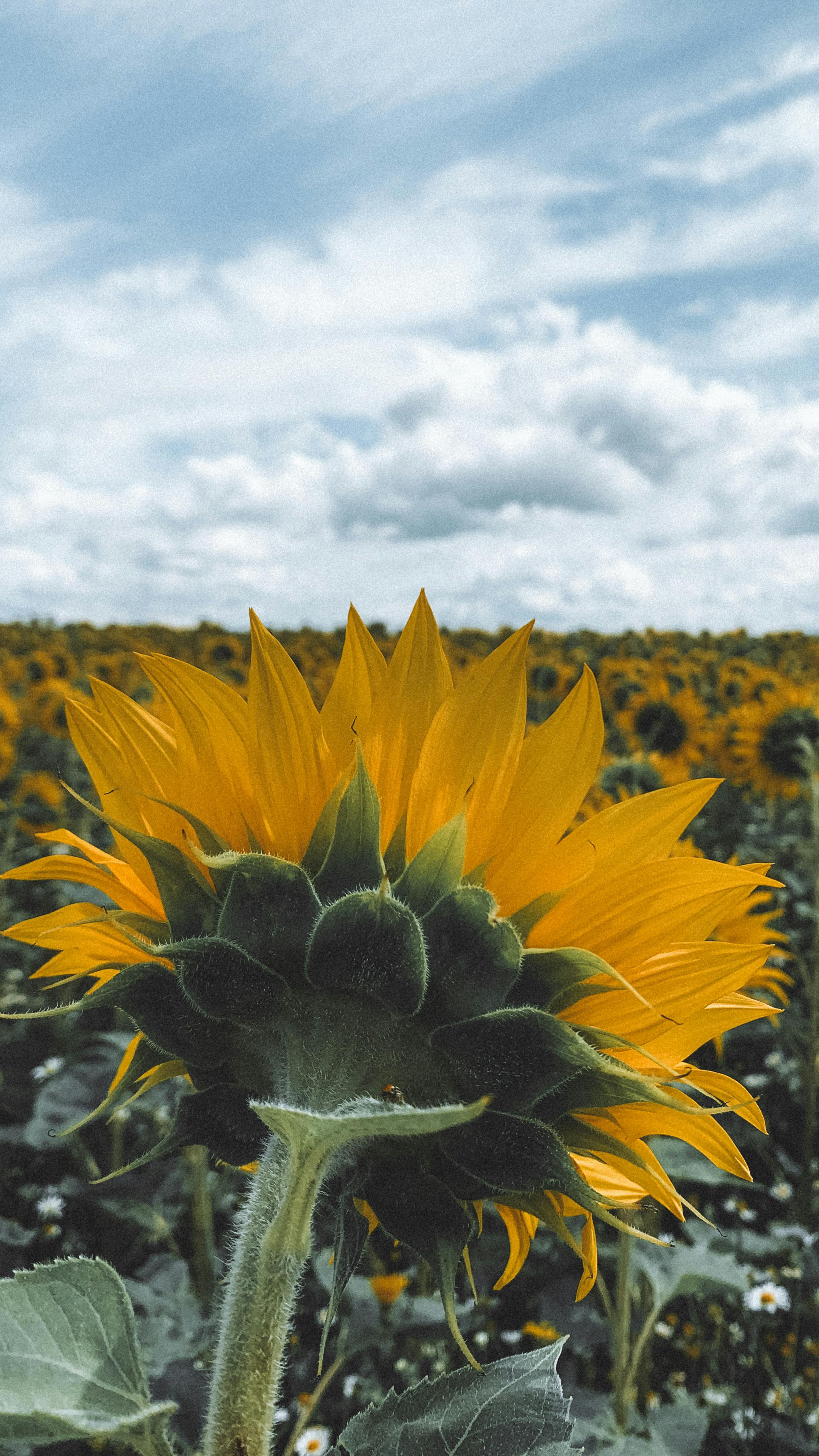 Picture with sunflowers-ひまわり Back view of sunflower in a vibrant field landscape · Free Stock Photo