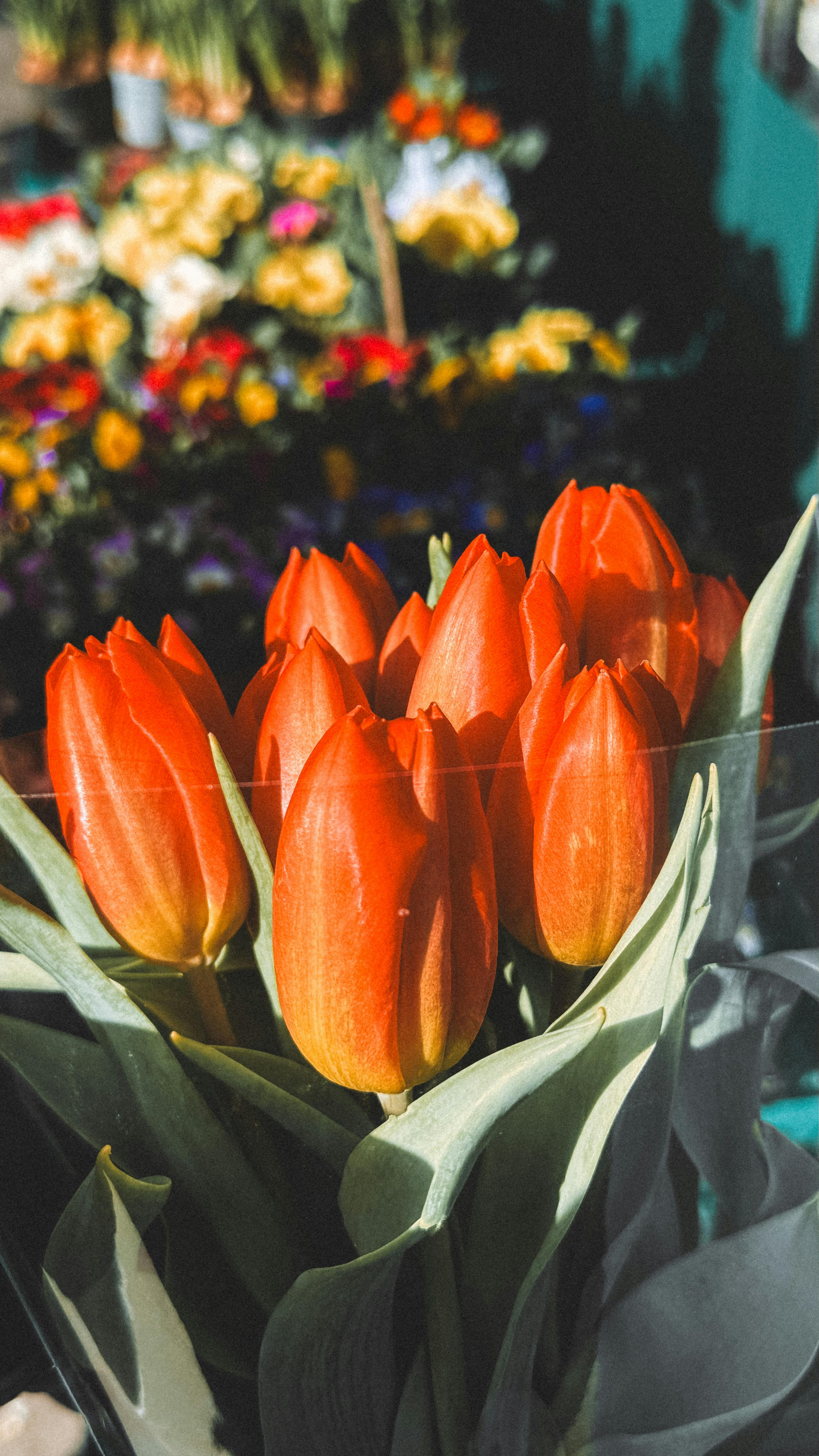 [ColoSach]-bright-red-tulips-in-a-garden-setting-with-blurred-floral-background.