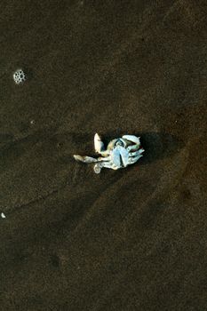 Close-up of a solitary crab on dark, wet beach sand, highlighting texture and nature's simplicity.
