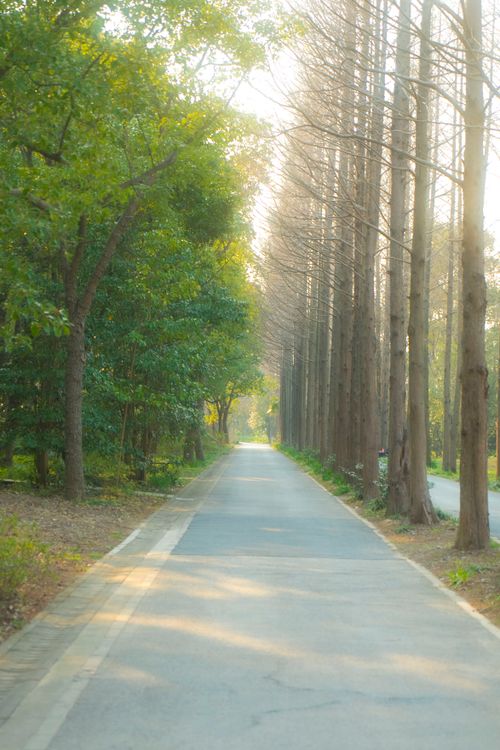 Free A tranquil pathway flanked by tall trees, creating a serene and inviting atmosphere. Stock Photo