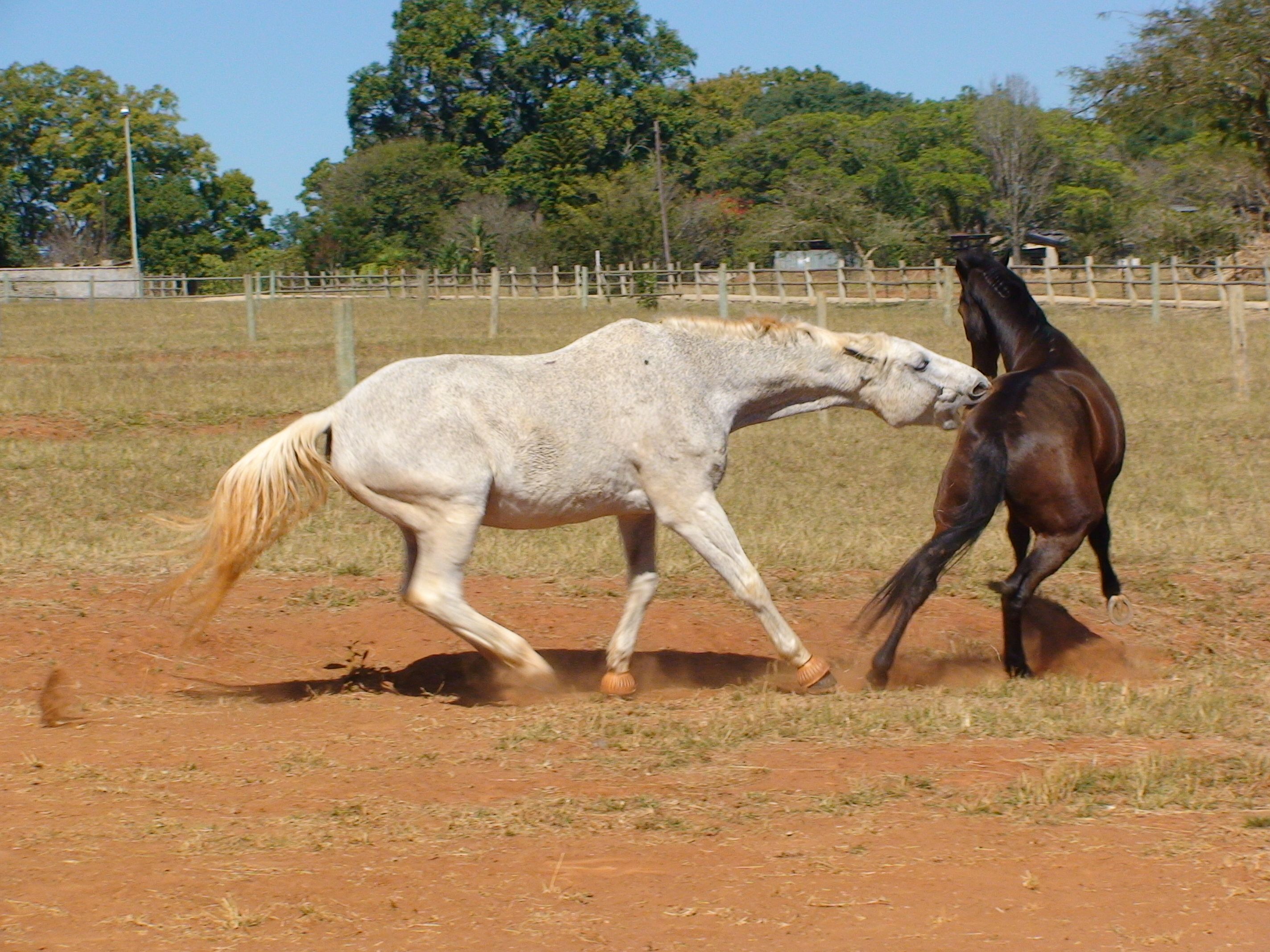 cleaning infected horse foot