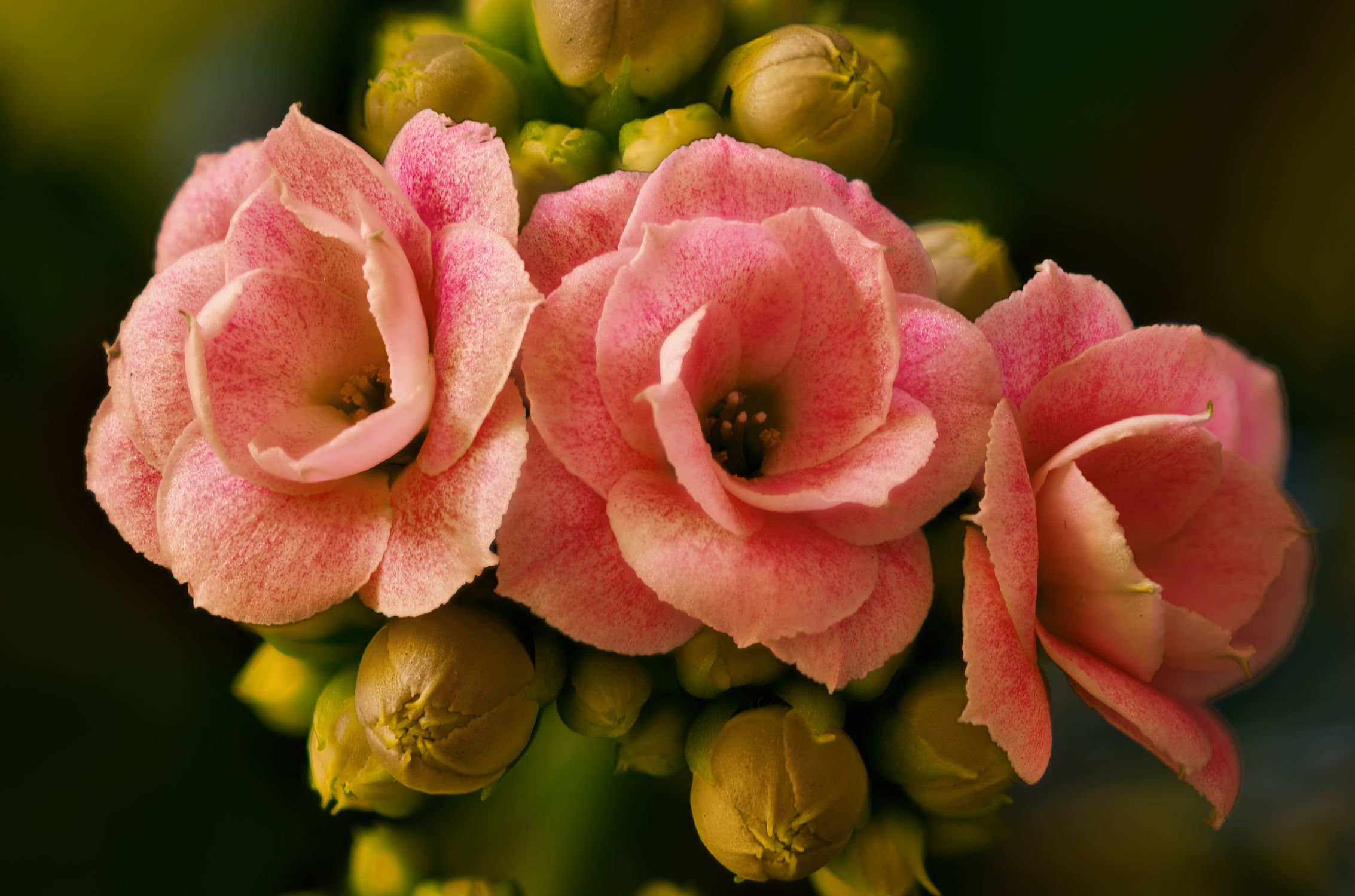 Caloche Close-up of Pink Kalanchoe Blossoms in Bloom · Free Stock Photo