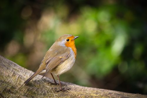 Free A European robin sits gracefully on a branch amidst vibrant greenery. Stock Photo