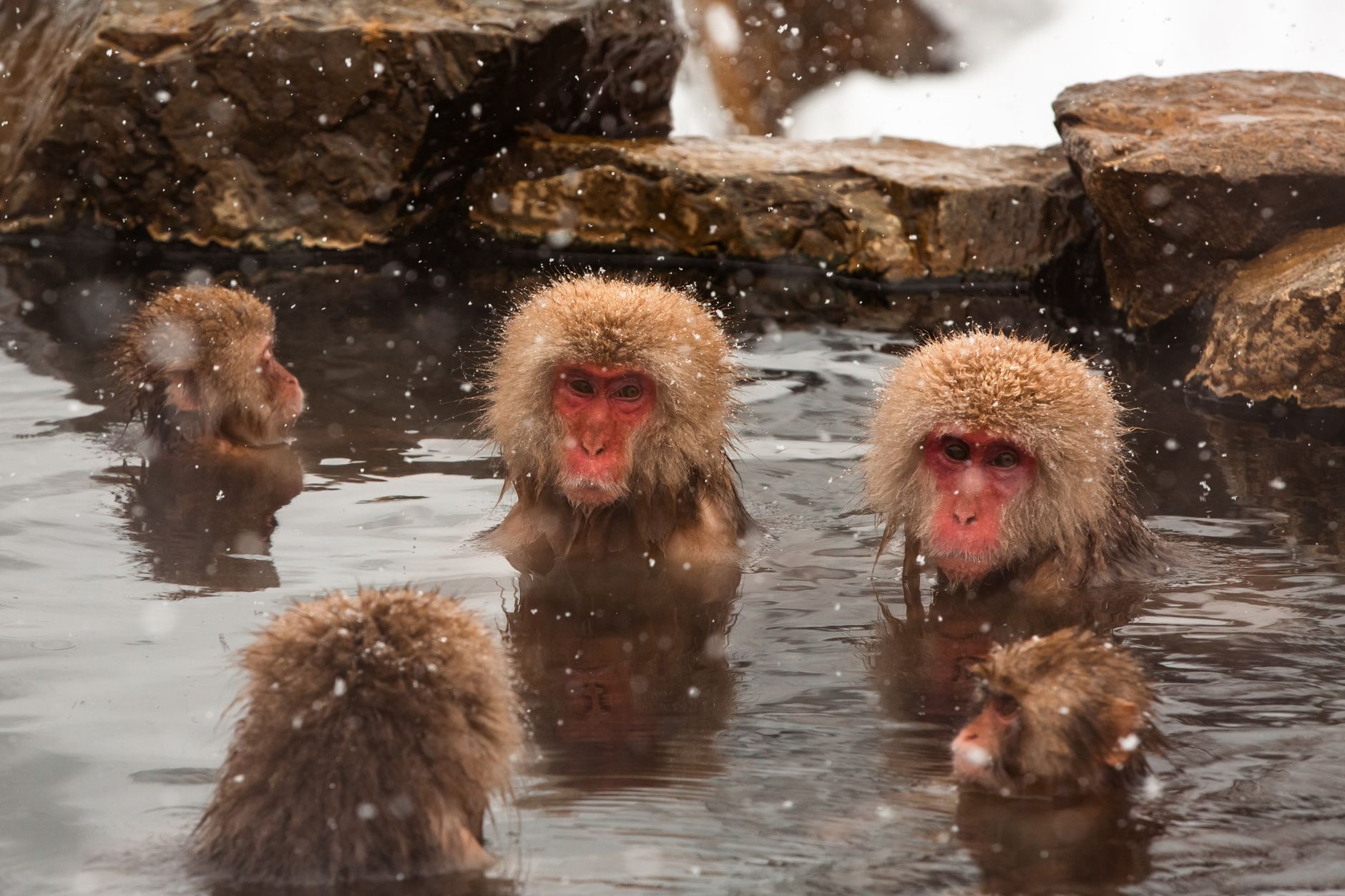 Japanese macaques enjoying a warm bath in snowy Nagano, highlighting winter survival habits.