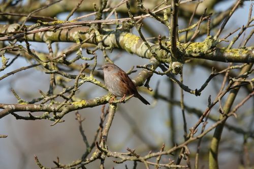 Free A bird perched on a lichen-covered branch in a natural outdoor setting. Stock Photo