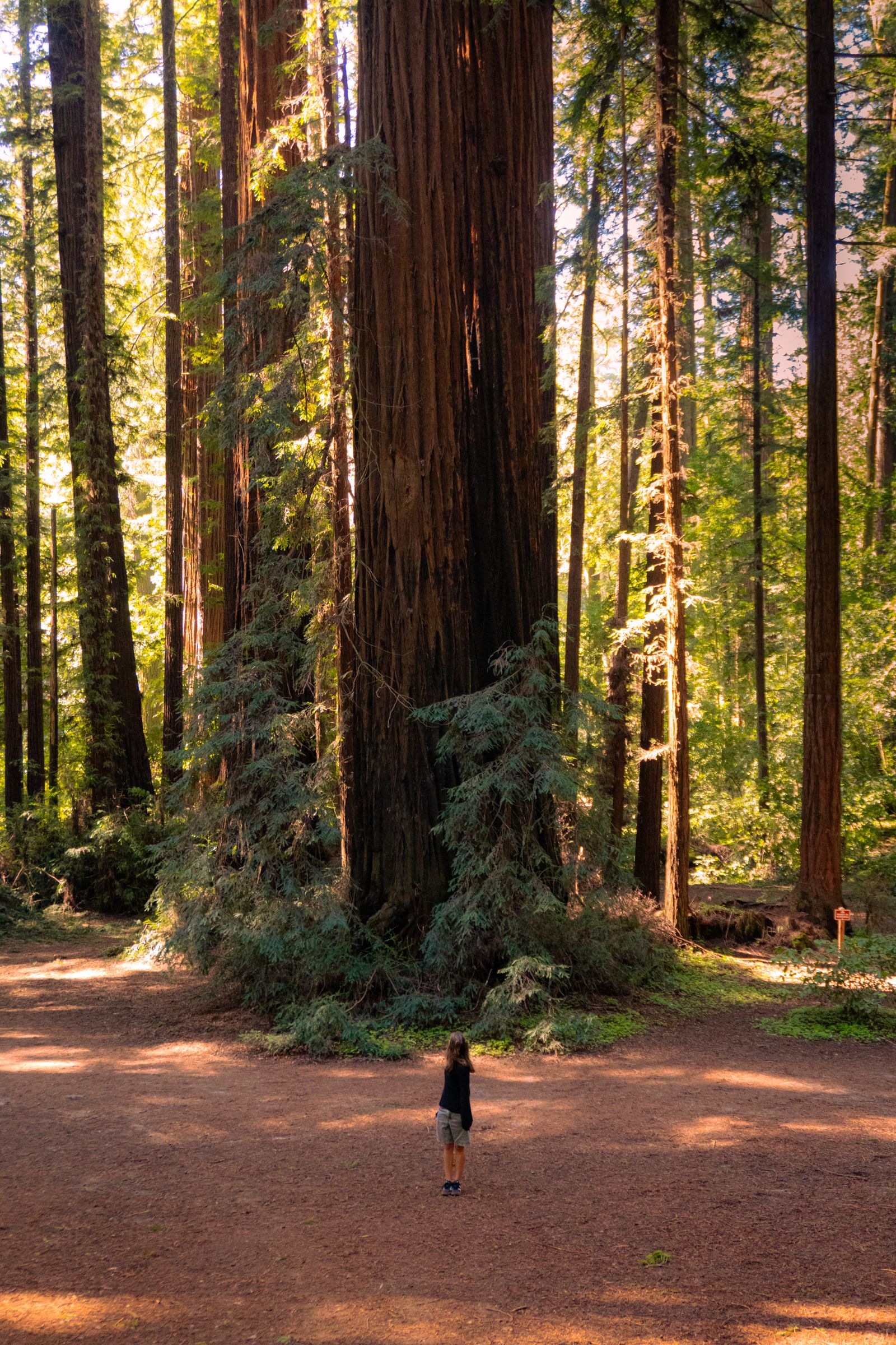 Redwood Forest Photos, Download The BEST Free Redwood Forest Stock ...