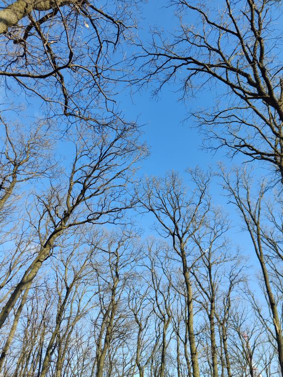 Bare Trees Against a Clear Blue Sky · Free Stock Photo