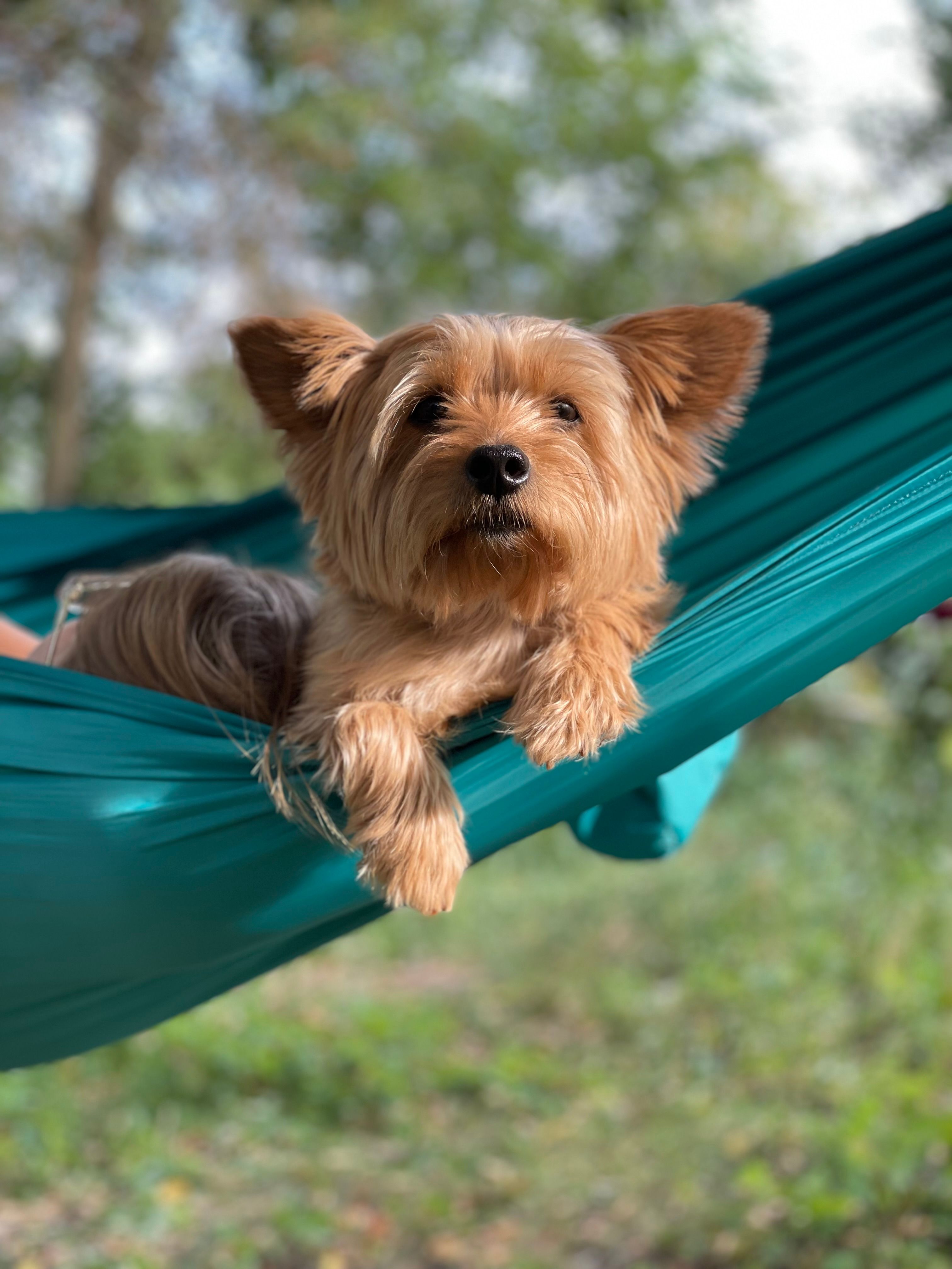 Adorable Yorkshire Terrier Relaxing in a Hammock · Free Stock Photo