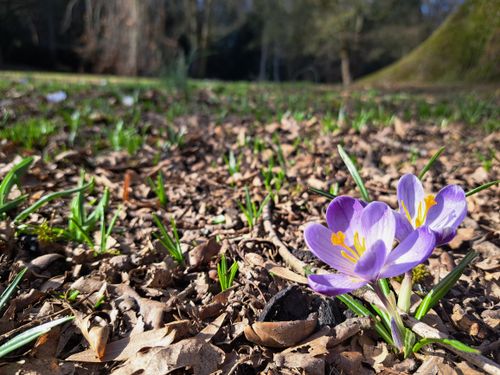 Free Close-up of a purple crocus flower blooming in early spring with sunlight. Stock Photo