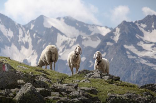 Free Three sheep grazing in the scenic mountains of Obergurgl, Austria. Stock Photo