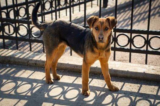 A gentle street dog stands by a fence, casting shadows in the sunlight.